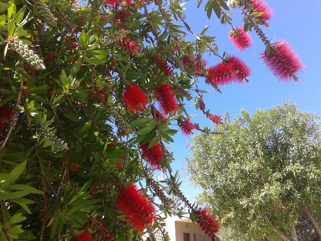 Aggelos Kefalonia Lassi 拉瑟 外观 照片